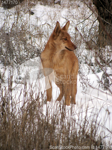 Image of wild dog 