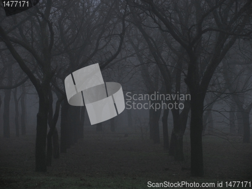 Image of mystical foggy park