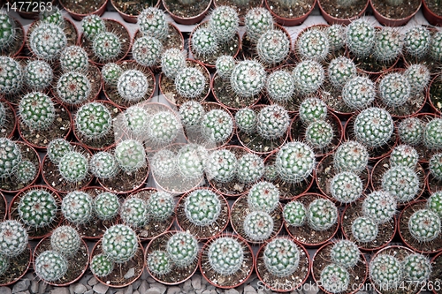 Image of Cactus