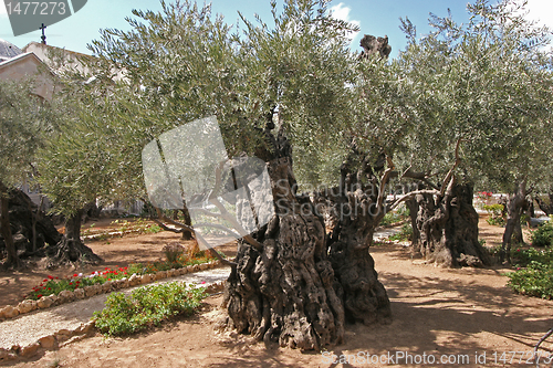 Image of Jerusalem-Garden of Gethsemane