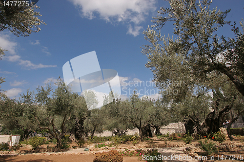 Image of Jerusalem-Garden of Gethsemane