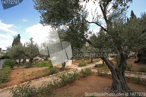 Image of Jerusalem-Garden of Gethsemane