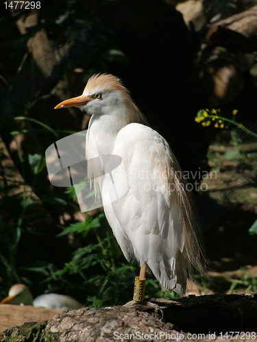 Image of Gray Heron