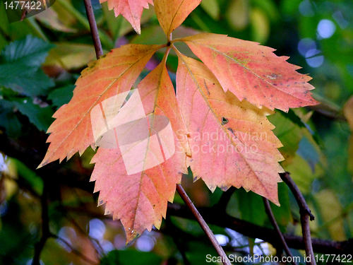 Image of Autumn leaves