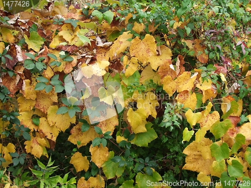 Image of Autumn leaves