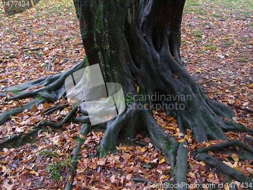 Image of Roots