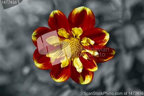 Image of Dahlia