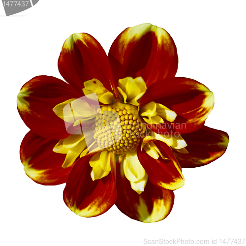 Image of Dahlia