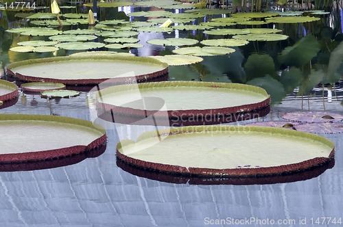 Image of lily pads