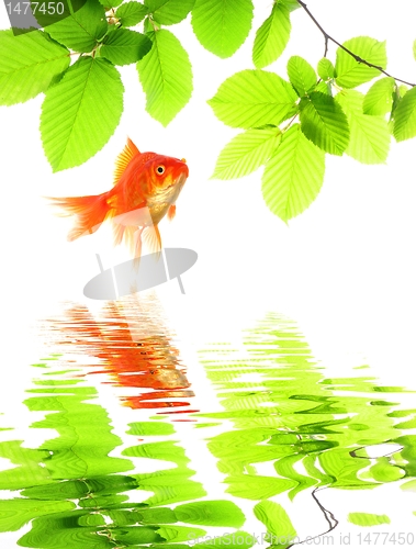 Image of goldfish