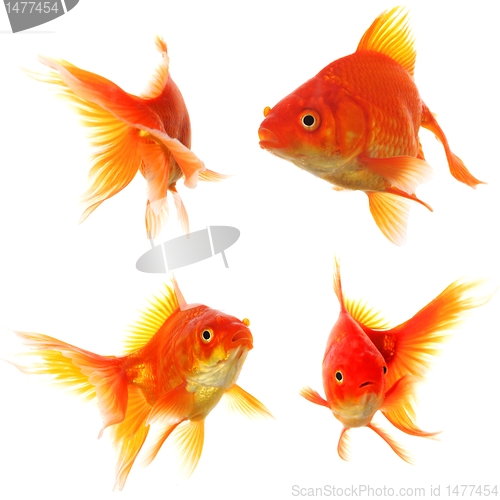 Image of goldfish