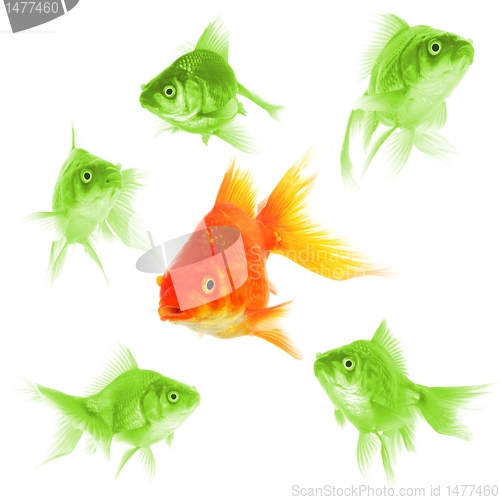 Image of goldfish