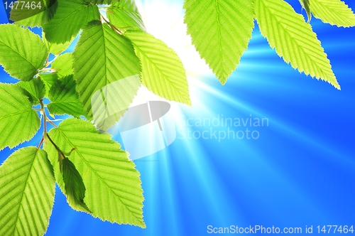 Image of blue sky and leaf