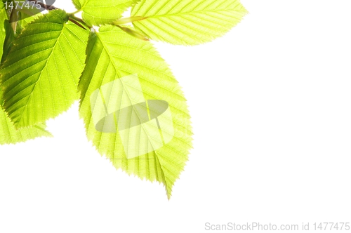 Image of isolated leaves