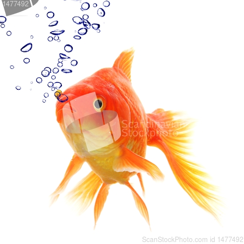 Image of goldfish and bubbles