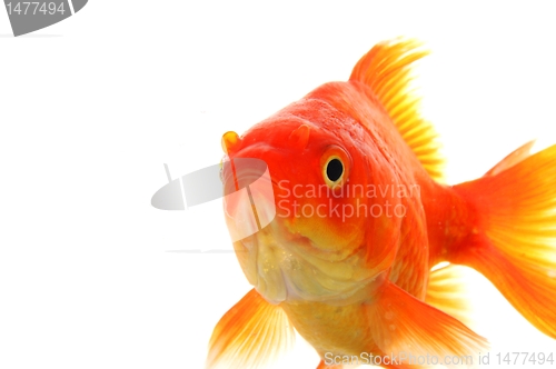 Image of goldfish