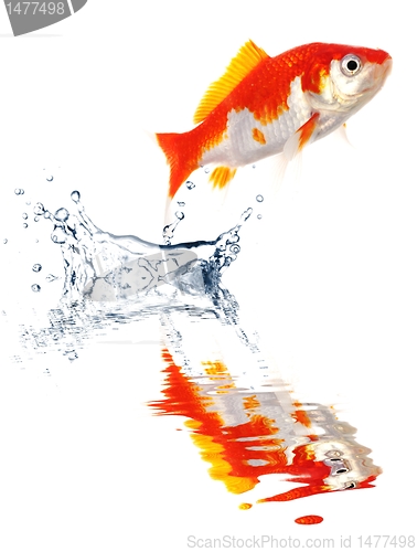 Image of goldfish
