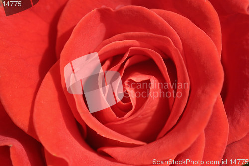 Image of Red rose