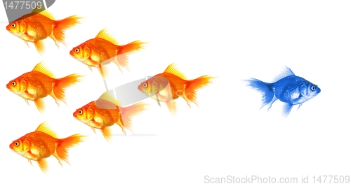 Image of goldfish