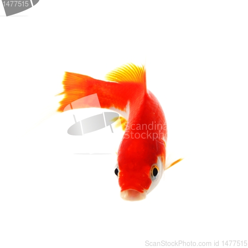 Image of goldfish