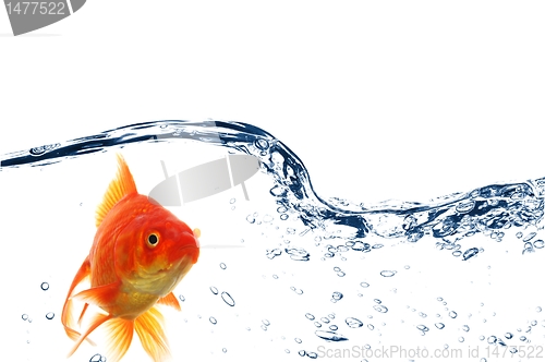 Image of goldfish