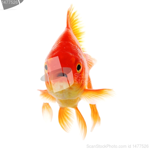 Image of goldfish