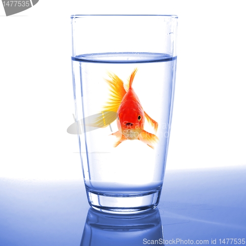 Image of goldfish in glass water