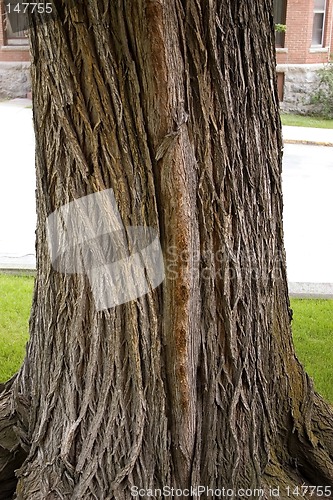 Image of Close up on a Tree Trunk