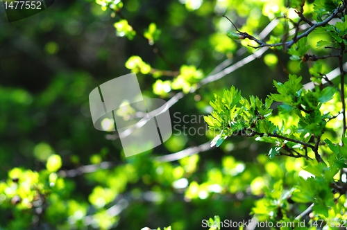 Image of green leaves