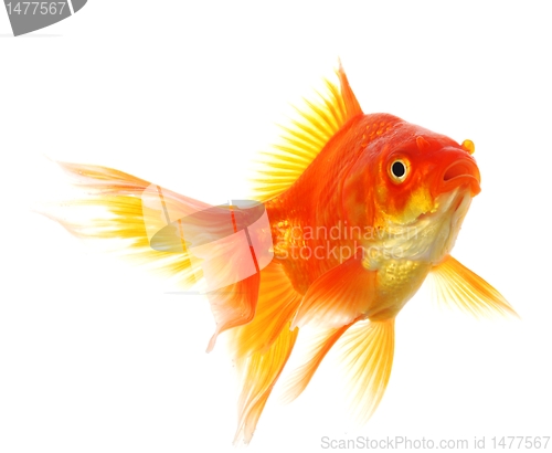 Image of goldfish