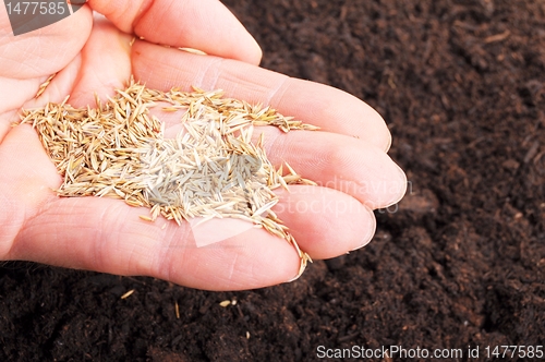 Image of hand sowing seed