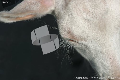 Image of Goat