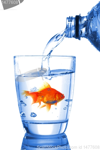 Image of goldfish in glass water