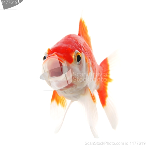 Image of goldfish