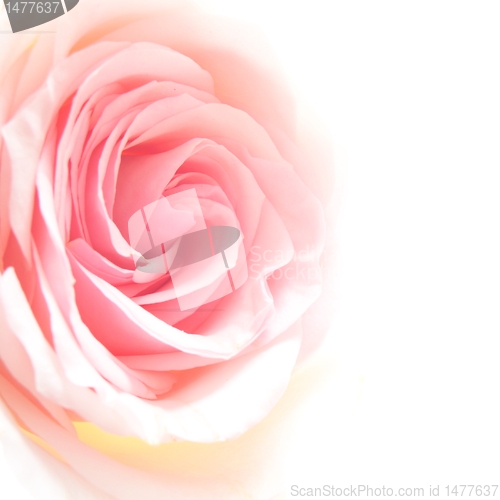 Image of bright pink roses