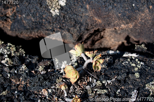 Image of Lanzarote Soil And Plant