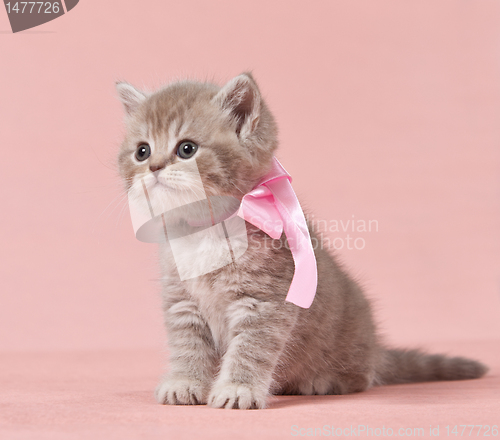 Image of british kitten