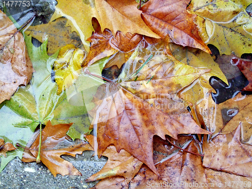 Image of Autumn leaves