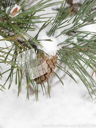 Image of pine under snow