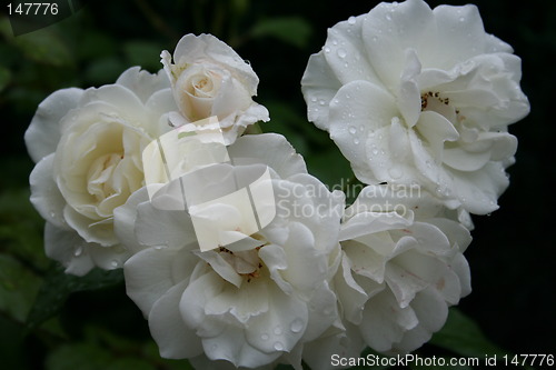 Image of Beautiful white roses with rain-drops