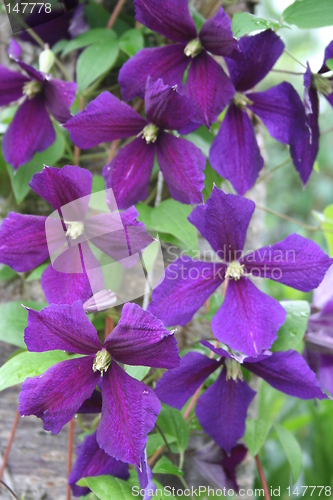 Image of Jackmannii clematis