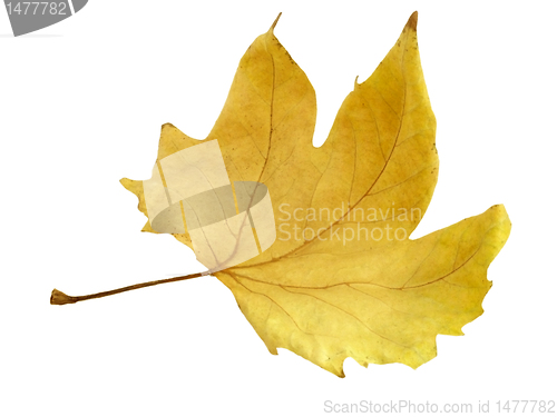 Image of dry maple leaf