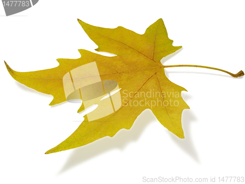 Image of maple leaf