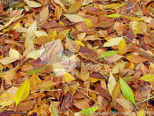 Image of autumnal foliage