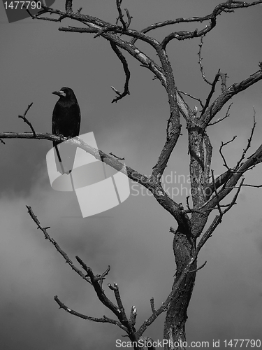 Image of raven on a dry tree 