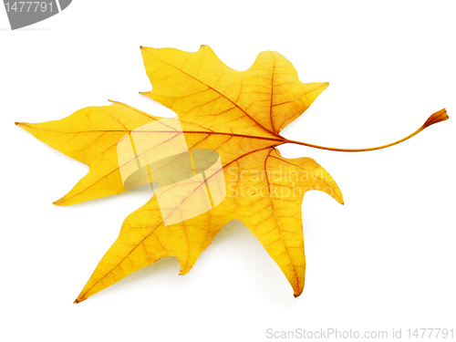 Image of maple leaf