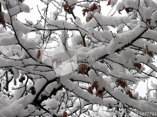 Image of snow on branches