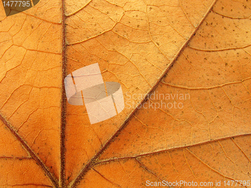Image of maple leaf texture