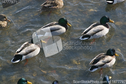 Image of Wild ducks in water of nature lake