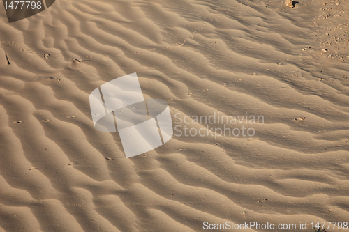 Image of Wind textures on sand in Sahara